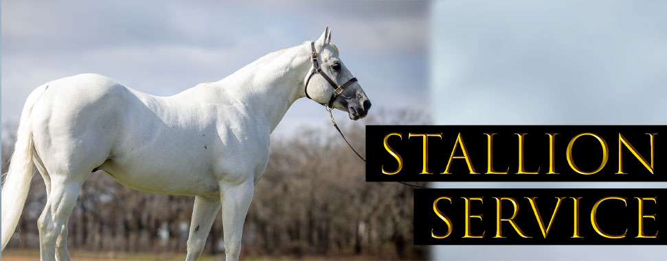 Stallion Service at Barrel Horse World